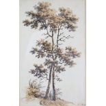 An early 19th century watercolour study of beech trees, signed “M. D’Oyly” lower right, 13¼” x 8”;