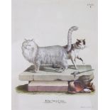 JOHANNES NUSSBIEGEL (1750-1829). A hand-coloured copper engraving “Felis Catus Linn. I. domesticus