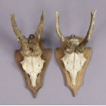 Two pairs of deer antlers each pair mounted on a wooden shield-shaped plaque, 12¾” high.