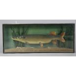A 1920s PAINTED & CARVED WOODEN PIKE TROPHY MODEL, inscribed: “Caught by S. Turpin at Marlow Nov 6th