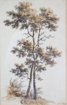 A 19th century watercolour study of beech trees, signed “M. D’Oyly” lower right, 13¼” x 8”;