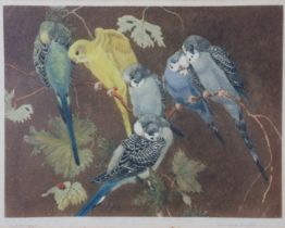 WINIFRED MARIA LOUISE AUSTEN (1876-1964) “Budgerigas”, coloured etching, signed & inscribed lower
