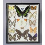 A lepidopterist's display of fourteen exotic butterflies titled “Cameroon Highlands”, in an ebonised