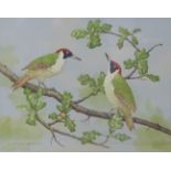 DAVID ANDREWS (20th century) Eurasian green woodpeckers on an oak branch. Signed, Gouache: 40cm x