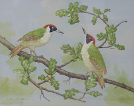 DAVID ANDREWS (20th century) Eurasian green woodpeckers on an oak branch. Signed, Gouache: 40cm x