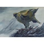 EDWIN PENNY (1930-2016) Sketch of a golden eagle. Signed, Watercolour, 24.5cm x 36cm, in glazed