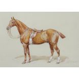 Frank Paton (1856-1909) “A Saddled Chestnut Gelding”, signed & dated 1896, Watercolour heightened wi