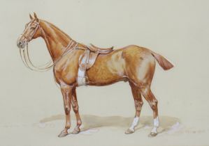 Frank Paton (1856-1909) “A Saddled Chestnut Gelding”, signed & dated 1896, Watercolour heightened wi