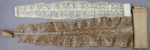 Two taxidermy snake skins, 39.5cm & 238.5cm long.