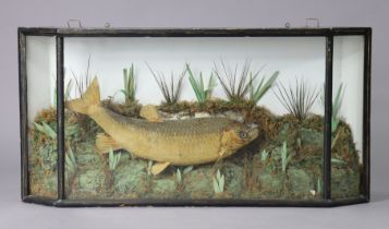 A taxidermy display of a carp mounted amongst weeds, reeds, & grasses, & in an ebonised wooden