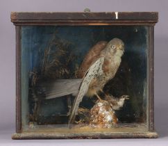 A taxidermy display of a Kestrel & prey, in an ebonised wooden case with a glazed front, 38.5cm wide