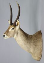 A taxidermy wall-mounted waterbuck head, 51cm wide x 150cm high.