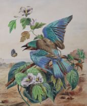 ENGLISH SCHOOL, late 19th century. An ornithological watercolour study of a Kingfisher in an