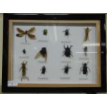A cased entomological study of twelve insects  13" x 10"  framed