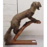 Taxidermy: a ferret, on a tree branch and an oak plinth
