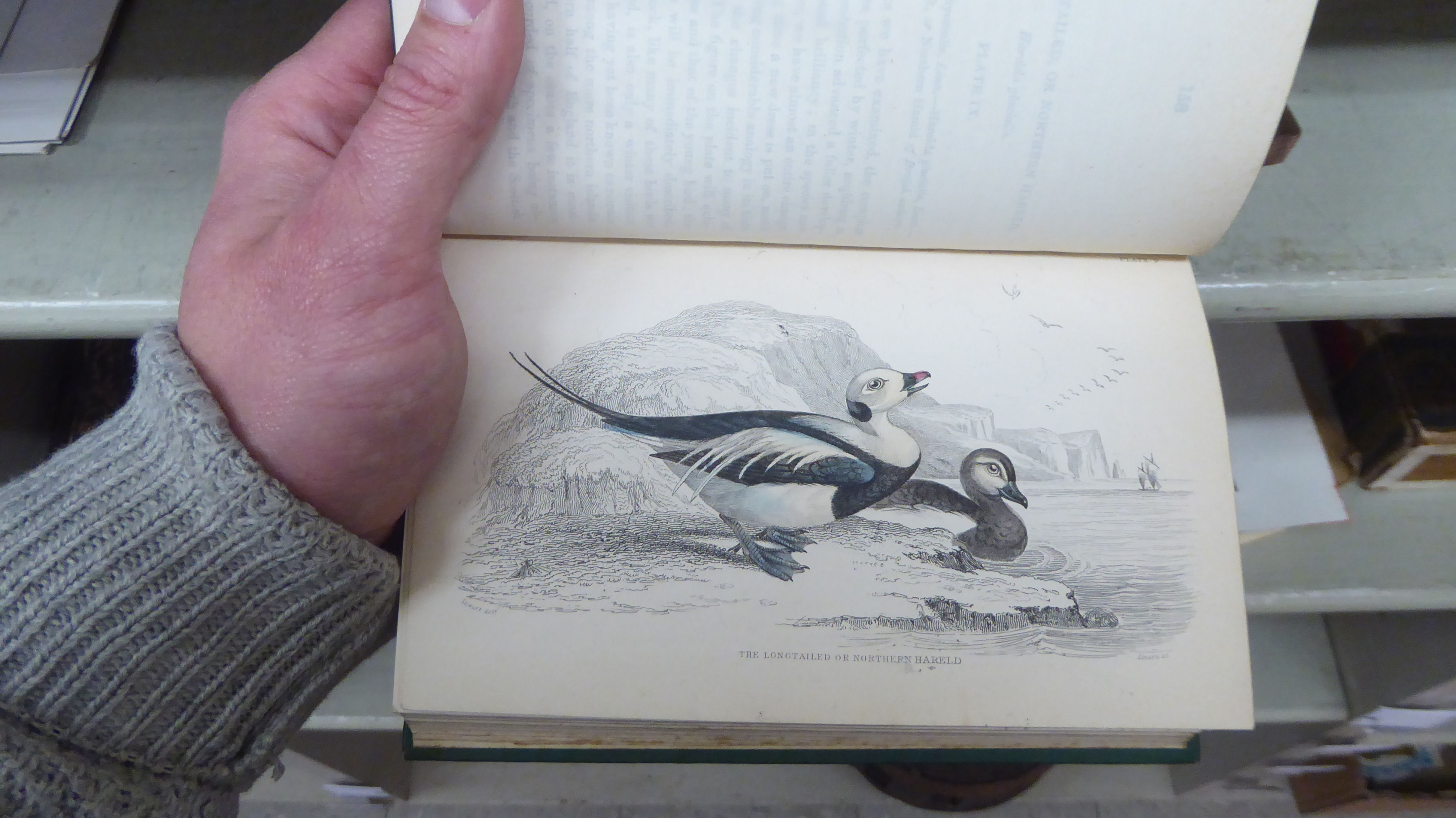 Books, wildlife reference: to include 'British Birds' by Sir W Jardine, published in four volumes, - Image 11 of 15