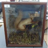 Taxidermy: a red squirrel, in a naturalistic setting and a glazed case  15" x 13"