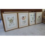 Four coloured prints - shells, starfish and other sea life  12" x 15"  framed