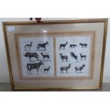 Late 18thC study - various breeds of Capra goats  print  10" x 16"  framed