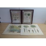 After Henrik Adreaan Van Theede - two extracts from species found in 17th/18thC  coloured prints