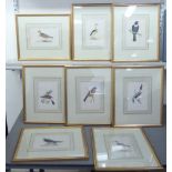 Eight framed 19thC bird themed coloured prints  various sizes