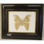 A preserved Javanese Atlas moth, bears a label verso, in a glazed box frame  14" x 16" overall