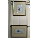 Spencer Hodge - two ornithological studies, a goose and a duck  watercolours  bearing the