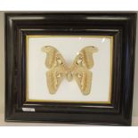 A preserved Javanese Atlas moth  bears a label verso, in a glazed box frame  14" x 16" overall