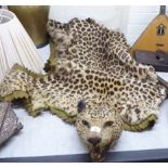 Taxidermy: a leopard skin rug  51"L