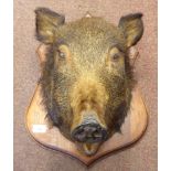 Taxidermy, a wild boar's head, on a shield shape oak wall plaque