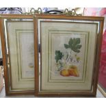 After C J Trew - two botanical studies  coloured engravings  19" x 13"  framed