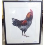 Evelyn Binns - a study of a cockerel from Kwa-Zulu  watercolour  bears a signature  19" x 15"