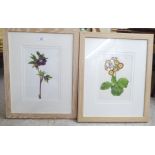 Evelyn Binns - two botanical studies  watercolours  bearing signatures  12" x 8"  framed