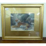 Fred Thomas Smith - a recumbent caged tiger  watercolour  bears a signature  8" x 11"  framed