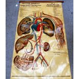 A vintage physiological printed and rolled teaching diagram, representing the human heart  30"w