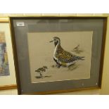 Richard Ward - an ornithological study, a Golden Plover  watercolour  bears pencil inscriptions &