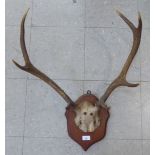 A pair of antlers, mounted on an oak shield shaped plaque  23"h