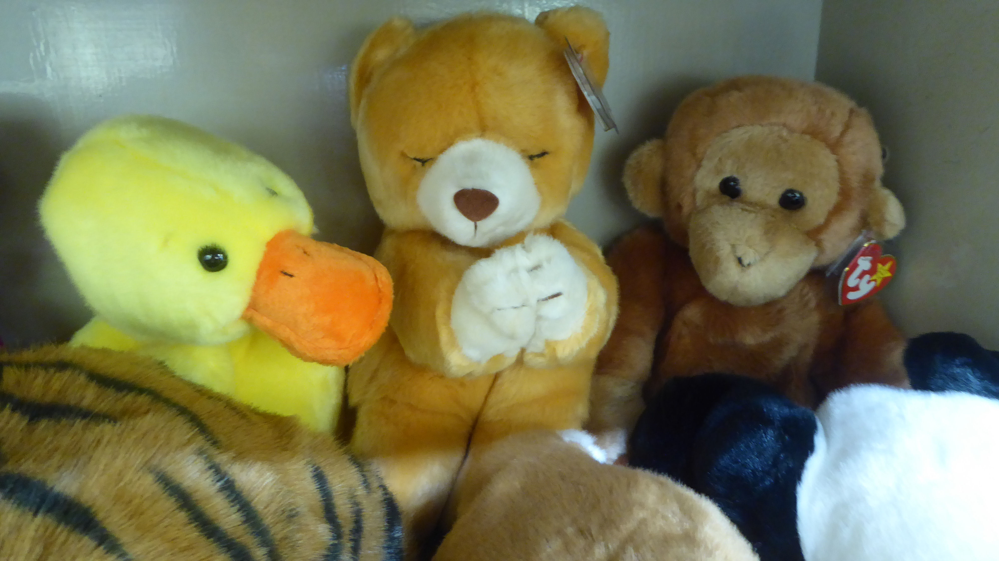 Ten Beanie Buddy Teddy bears and animals: to include a panda bear - Image 5 of 5