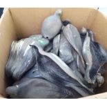 A large quantity of rubber, plastic and similar decoy pigeons