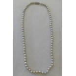 A cultured pearl necklace on a 9ct white gold bayonet clasp