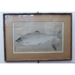 18thC Japanese School - 'Pacific Salmon'  watercolour  10" x 17.5"  framed