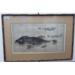 18thC Japanese School - 'Fugu (Puffer Fish)'  watercolour  bears script  10" x 17.5"  framed