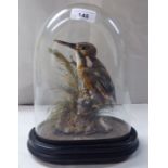 Taxidermy, a Kingfisher, on a branch  8"h under a glass dome  10"h