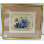 Josiena Henriette Proquette - a moth on a branch of a bunch of grapes  watercolour  bears a