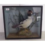 Taxidermy, a duck, in a naturalistic setting, in a glazed case  16"h  18"w