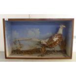 Taxidermy; a pheasant, in a naturalistic setting  in a glazed case  19"h  32"w