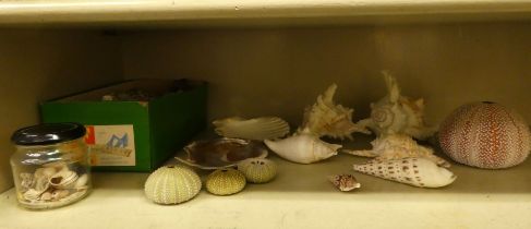 A miscellaneous selection of shells  mixed sizes