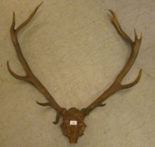 A skull and antlers