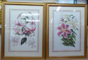 Botanical and other themed prints: to include a study of roses  14" x 20"  framed