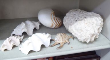 Shells and pieces of coral